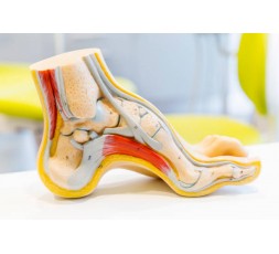 Le 18 novembre 2023 - Les atteintes dermatologiques du pied - Le matériel et les produits pour soulager le patient - Charleroi