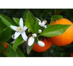 Savonnette Marseillaise - Fleur d'oranger  - 125 g