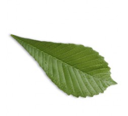 Sothys - Crème purifiante peaux grasses jeunes et matures - 50 ml